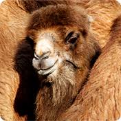 Одеяла из верблюжьей шерсти - неповторимость и достоинства.  Почему стоит приобрести верблюжье одеяло.
